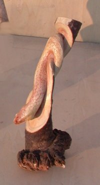 SERPENTE SU TRONCO PARASSITATO CM 20/25