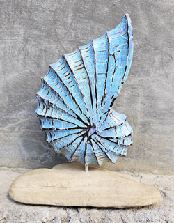 CONCHIGLIA PICCOLA SU LEGNO DRIFT WOOD CM 10,5X7